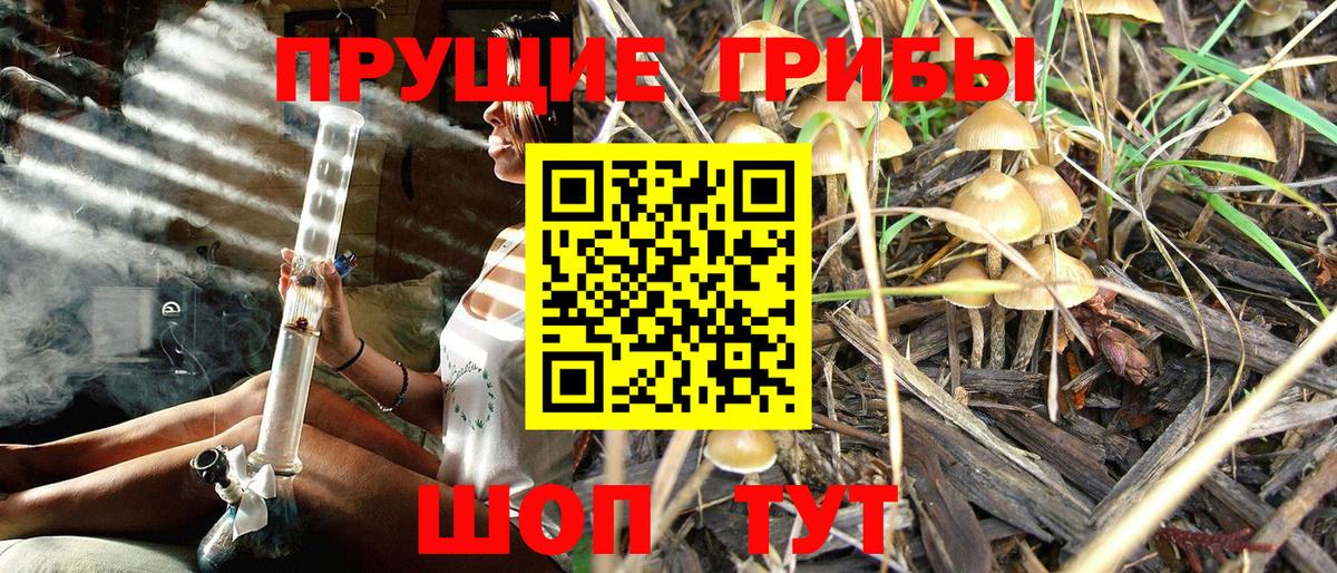 Псилоцибиновые грибы прущие грибы Тында